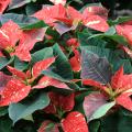 Red poinsettias are the traditional choice for many holiday gardeners, but other possibilities include these Jingle Bells poinsettias. (Photo by MSU Extension/Gary Bachman)