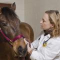 Dr. Cyprianna Swiderski, an associate professor with the Mississippi State University College of Veterinary Medicine, works with an equine patient in this file photo. Swiderski is the next chair of the Morris Animal Foundation's Large Animal Scientific Advisory Board. (Photo by the College of Veterinary Medicine/Tom Thompson)