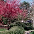 With flower counts in the thousands, the Taiwan cherry is indescribable against the backdrop of green from nearby pines. The spectacular bell-shaped blossoms of this flowering cherry are hard to beat. 