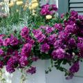 Marco Polo double petunias, variegated vinca, silver helichrysum and straw flowers make for an award-winning window-box planting. (large photo)