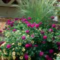 This striking, colorful mixed container includes Mexican feather grass, Superbena Dark Blue and Superbells Yellow calibrachoa.