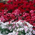 Amazon Rose Magic and Amazon Cherry display rich and vibrant colors in this bed at the Truck Crops Branch Experiment Station near Crystal Springs. Here, they are combined with Tidal Wave Silver petunia.