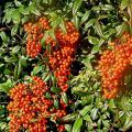 With almost indescribable leaf color and huge panicles of bright red berries, nandinas are among the very best shrubs for fall and winter color in terms of both leaves and fruit.