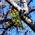 Mistletoe is parasitic on the stems of woody plants, from which they derive water, minerals, nutrients and small amounts of organic compounds carried in the sap. In other words, they suck the life right out of that beloved oak.