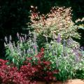 The snow bush is sought after for its colorful foliage and unique habit rather than its bloom. It produces slender, burgundy-colored zigzagging stems with leaves painted in green, cream and pink.