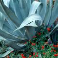 The blue agave, usually listed as a Deep South plant, is being seen from the Coast to the Delta and back eastward across the state and performs quite well in Mississippi.