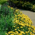 The bright-yellow Yubi portulacas, embraced by the Victoria Blue salvia and Bengal Tiger canna, make this sidewalk a breath-taking pleasure to stroll down. 