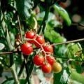 Mini Charm tomatoes will charm growers in the same way they impressed the Mississippi Plant Selections Committee for the Mississippi Medallion Awards.