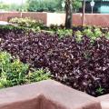 Purple Ruffles basil is as pretty as a coleus in the flowerbed, and it also makes a delicious addition to many culinary dishes.