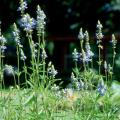 The bog sage begs to be planted in an old-fashioned cottage garden in front of a white picket fence draped with an antique rose like Zepherine Droughin or perhaps New Dawn. Or try it with Early Sunrise coreopsis, Becky Shasta daisies or Bravado purple coneflowers.