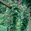 The hyacinth bean is an environmentally friendly vine to grow with low insect and disease pressures. Plant the seed adjacent to a sturdy support structure for climbing such as a fence, trellis or pergola.