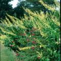 The forsythia sage is a short-day or long-night bloomer that reaches 6 to 7 feet in height and is topped by bright yellow blossoms reaching 12 to 24 inches in length. 