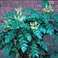 The sprays of yellow blossoms opening up on this Mahonia signal that, groundhog or no, spring is right around the corner.