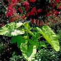 This display of Lime Zinger elephant ears is perfect underneath red Tonto crape myrtles and above a bed of Joseph's Coats.