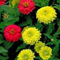 Zesty series of zinnias produce huge dahlia-shaped blossoms on a great landscape plant. They come in a multitude of colors, such as these reds and yellows, and have been very good performers in our Mississippi State University trials at Crystal Springs.