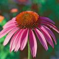 Bravado purple coneflowers like this one hit their stride each summer in time for June weddings.