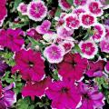 Telstar Purple Picotee dianthus and Symphony Burgundy Picotee petunia compose a beautiful monochromatic spring garden.