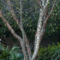 Use differing textures to keep winter landscapes beautiful. (above) Here the multiple trunks of a river birch partner well with the huge, palmate leaves of a dwarf palmetto palm. With few flowers blooming, our landscape's main interest at this time of year comes from differing textures. (Photos by Norman Winter)