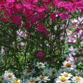 The rose color radiating like a starburst from the center of the Zahara Starlight Rose partners very well with the new Bouquet Rose dianthus. (Photos by Norman Winter)