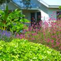 Fireworks gomphrena is tall and works well toward the back of the border. Here, it is complemented by the spiky blue blooms of Velocity salvia and the lime green leaves of ornamental sweet potato. (Photo by Norman Winter)