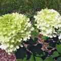 MSU horticulturist Norman Winter has spent the last 14 years promoting plants that excel in Mississippi, such as this 2009 Mississippi Medallion award winner, the Limelight hydrangea. It blooms from midsummer through fall. It has small leaves and an incredible quantity of flowers that start off almost white, then change to bright, light lime and finally turn pink as fall approaches. (Photo by Norman Winter)