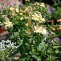 The gold-and-purple center and bright yellow flower petals of Papaya nemesia draws viewers in for a closer look. (Photo by MSU Extension Service/Gary Bachman)