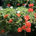 New varieties of purslane give this old plant new uses in the landscape. This hanging basket of Rio Scarlet and Rio White takes advantage of purslane's spreading and trailing characteristics and its ability to thrive in high summer temperatures. (Photo by Gary Bachman)