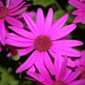 Pericallis Senetti, such as this one in almost iridescent magenta, are gorgeous, flowering plants that love early spring's cool temperatures.