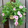 The Cascade Pink Blush flowering Vinca has pastel pink petals and a dark eye. It looks great planted in a wall sconce or even in an old shoe, as pictured here. (Photo by Gary Bachman)