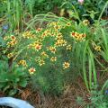 The landscape performance of Coreopsis verticillata, such as this Route 66 selection, makes these plants outstanding choices for season-long color. (Photo by Gary Bachman)