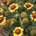 The flowers of Mesa Bright Bicolor will not fade in summer’s heat and sunlight. Their color intensity depends on the local environment. 