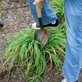 A sharp shovel can be used to divide some perennials, such as this daylily clump being split in half. (Photo by Gary Bachman)