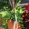 Red Star cordyline is the thriller plant in this bright, fall combination container, which also features lantana and summer coleus.