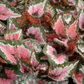 The Hilo Holiday begonia's bright foliage with reddish pink, green and silver tones makes it a great option for winter decorating. (Photo by Gary Bachman)