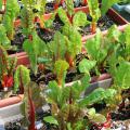 Bright Lights Swiss chard can be grown in window boxes and harvested in the baby leaf stage for a tasty addition to salads. (Photo by Gary Bachman)