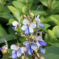 Blue butterfly plants have intricate flowers that actually resemble little blue butterflies in flight. (Photo by MSU Extension Service/Gary Bachman)