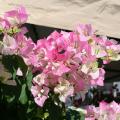 Bougainvillea's colorful bracts and tube-shaped flowers bring a tropical flair to home landscapes. (Photo by MSU Extension Service/Gary Bachman)