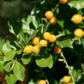 Duranta's yellow-orange fruit color provides a fantastic contrast to its flowers, as they are often seen together through the season. (Photo by MSU Extension Service/Gary Bachman)