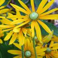 Irish Eyes is a black-eyed Susan variety that has a center cone of emerald green instead of black or dark brown. (Photo by MSU Extension Service/Gary Bachman)