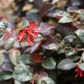 The strap-like flowers of loropetalum are reminiscent of witch hazel flowers. They bloom in early spring and sporadically through the rest of the summer. (Photo by MSU Extension Service/Gary Bachman)