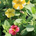 Calibrachoa Superbells is a series of hybrids with many beautiful and colorful flowers, such as these Lemon Slice Superbells with a Cherry Star. (Photo by MSU Extension Service/Gary Bachman)