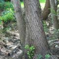 This ditch is an extreme example of a drainage easement that has been neglected, allowing small trees to become large problems. (Photo by MSU Extension Service/Gary Bachman)