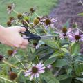 Removing spent flowers has big benefits for plants. For plants having single flowers, such as this Echinacea, simply deadhead spent flower stalks with a pair of scissors. (Photo by MSU Ag Communications/Kat Lawrence)