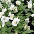 Pansies such as these Matrix white selections are outstanding landscape plants in Mississippi, providing color from fall to spring. (Photo by MSU Extension Service/Gary Bachman)