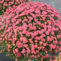 The many warm colors of mums fit in almost any home color scheme. They have an immediate impact with their plentiful blooms. (Photo by MSU Extension Service/Gary Bachman)