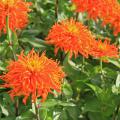 Cactus-flowers zinnias such as this Inca are very different from traditional zinnias. Each flower displays masses of thin, almost needle-like petals that come in a range of long-lasting flower colors. (Photo by MSU Extension Service/Gary Bachman)