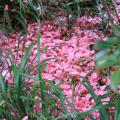 Camellias in the landscape give a double treat. The flowers bloom from late fall to early spring, and then the petals fall to create a vibrant mulch. (Photo by MSU Extension Service/Gary Bachman)