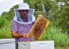 A man displays a frame from a honeybee hive box.