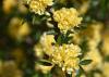 Ruffled yellow flowers bloom on a branch.