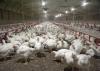 Chickens feed inside of a pullet barn.